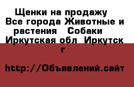 Щенки на продажу - Все города Животные и растения » Собаки   . Иркутская обл.,Иркутск г.